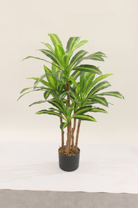 Detailed view of the pot base for a Marcolo Dracaena tree.