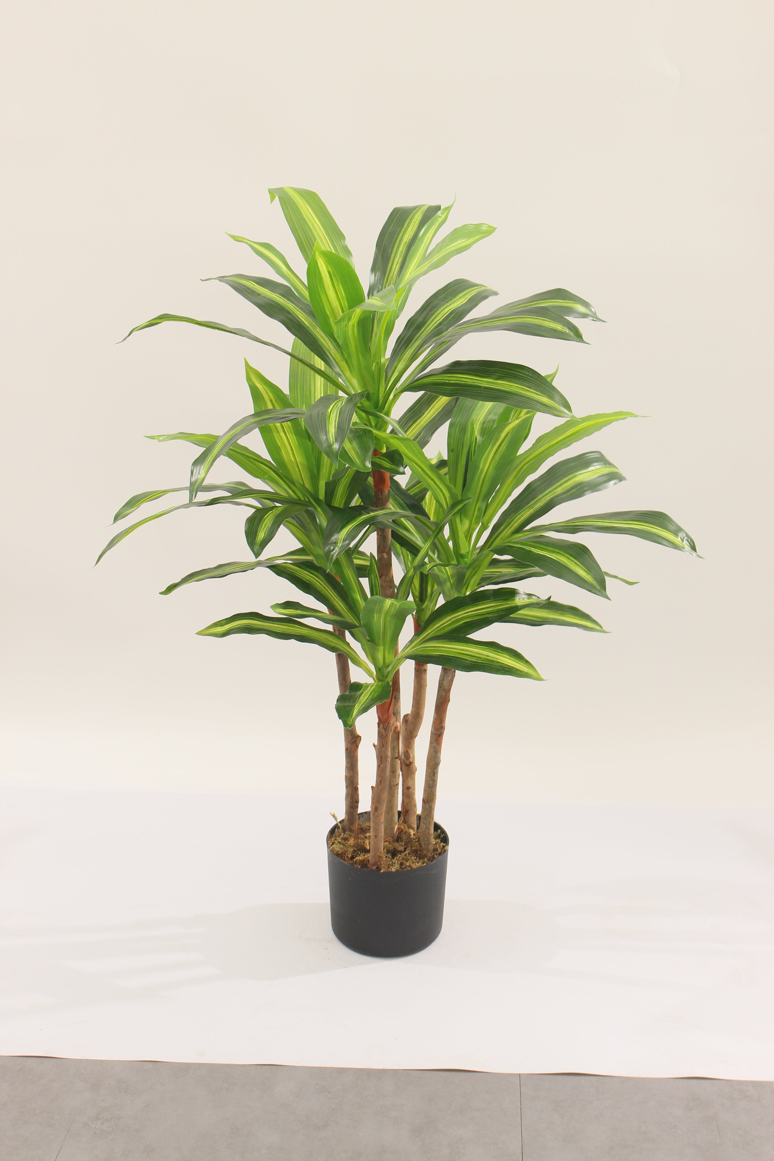 Detailed view of the pot base for a Marcolo Dracaena tree.