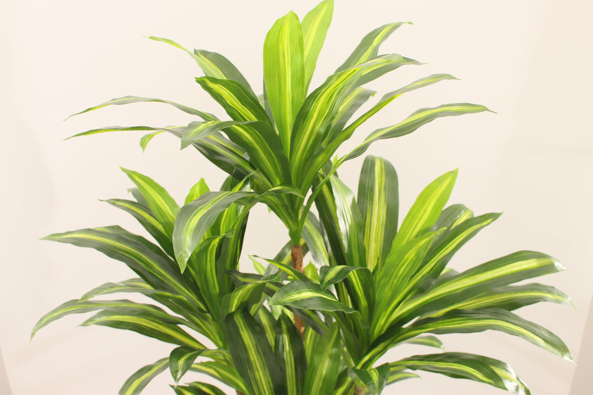 Close-up of the striped leaves on the Marcolo 150 cm artificial dracaena tree