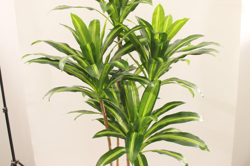 Artificial Dracaena Tree 180cm Tall Realistic Indoor Décor Tree