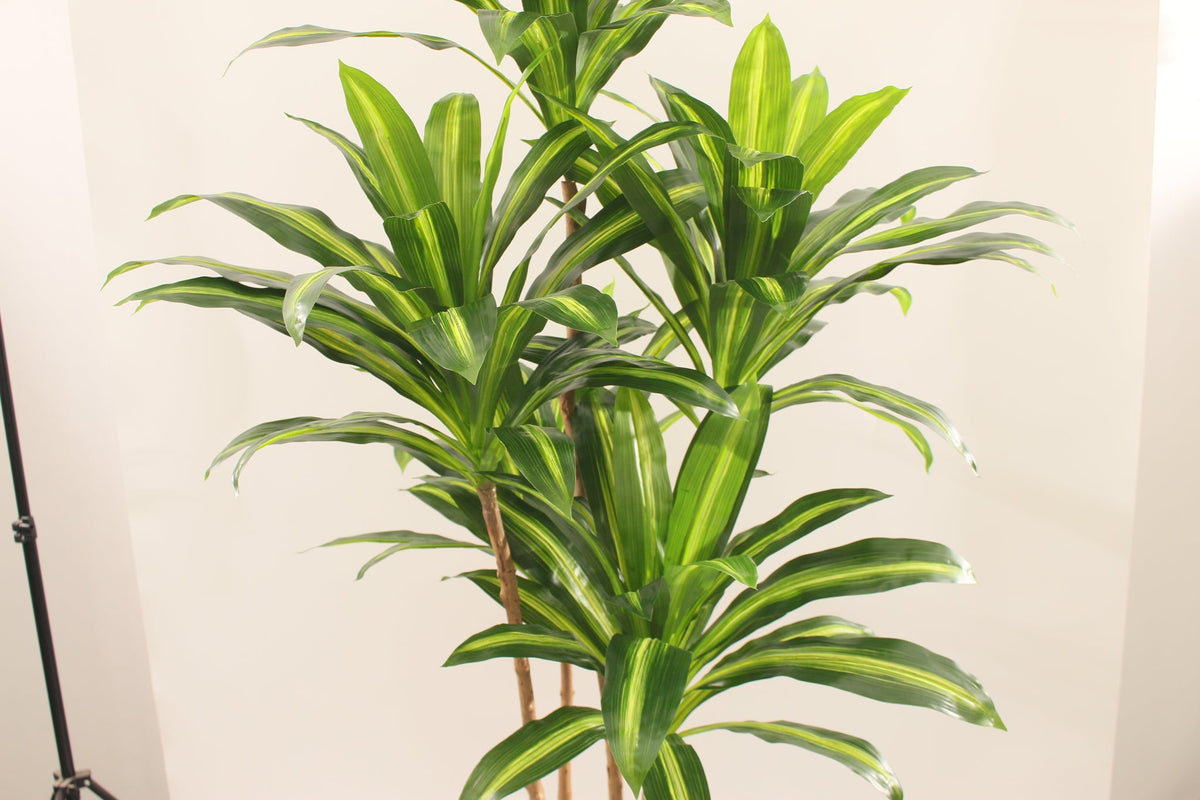 Marcolo 180cm artificial Dracaena tree with vibrant leaves.