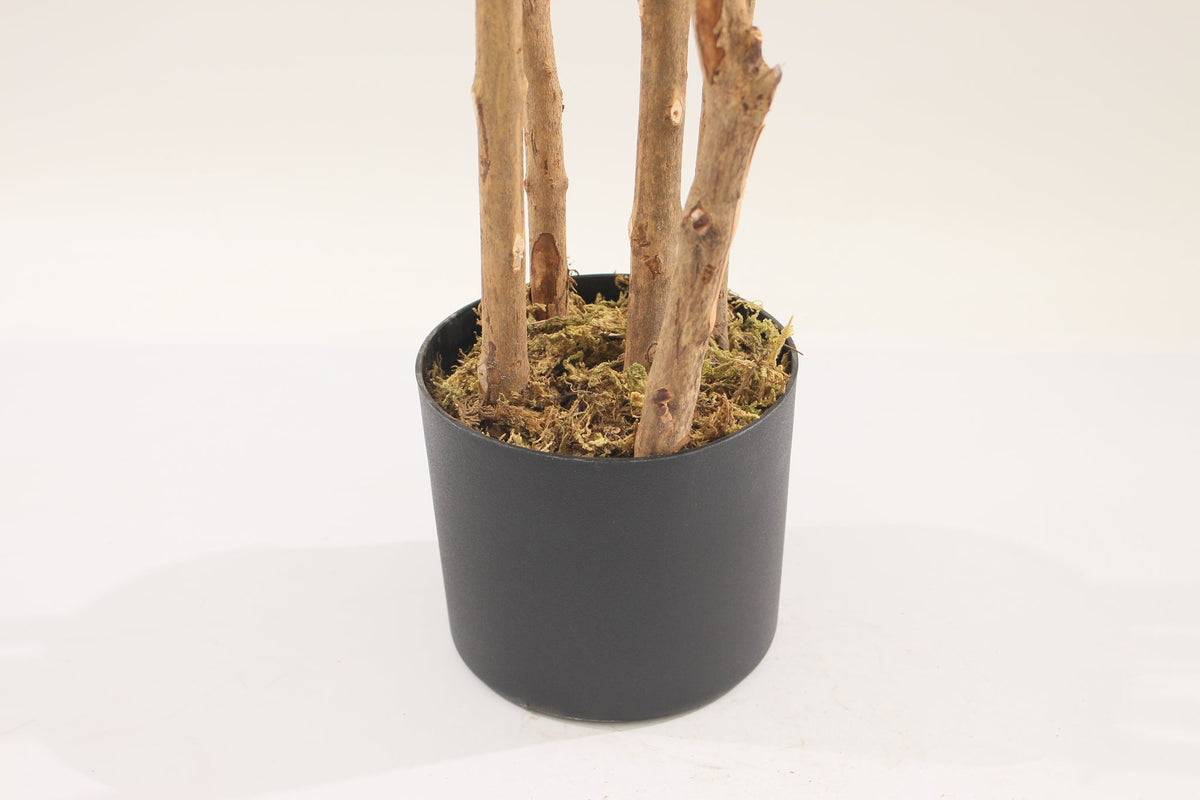 Base of a Marcolo 180cm Dracaena tree in a black pot.