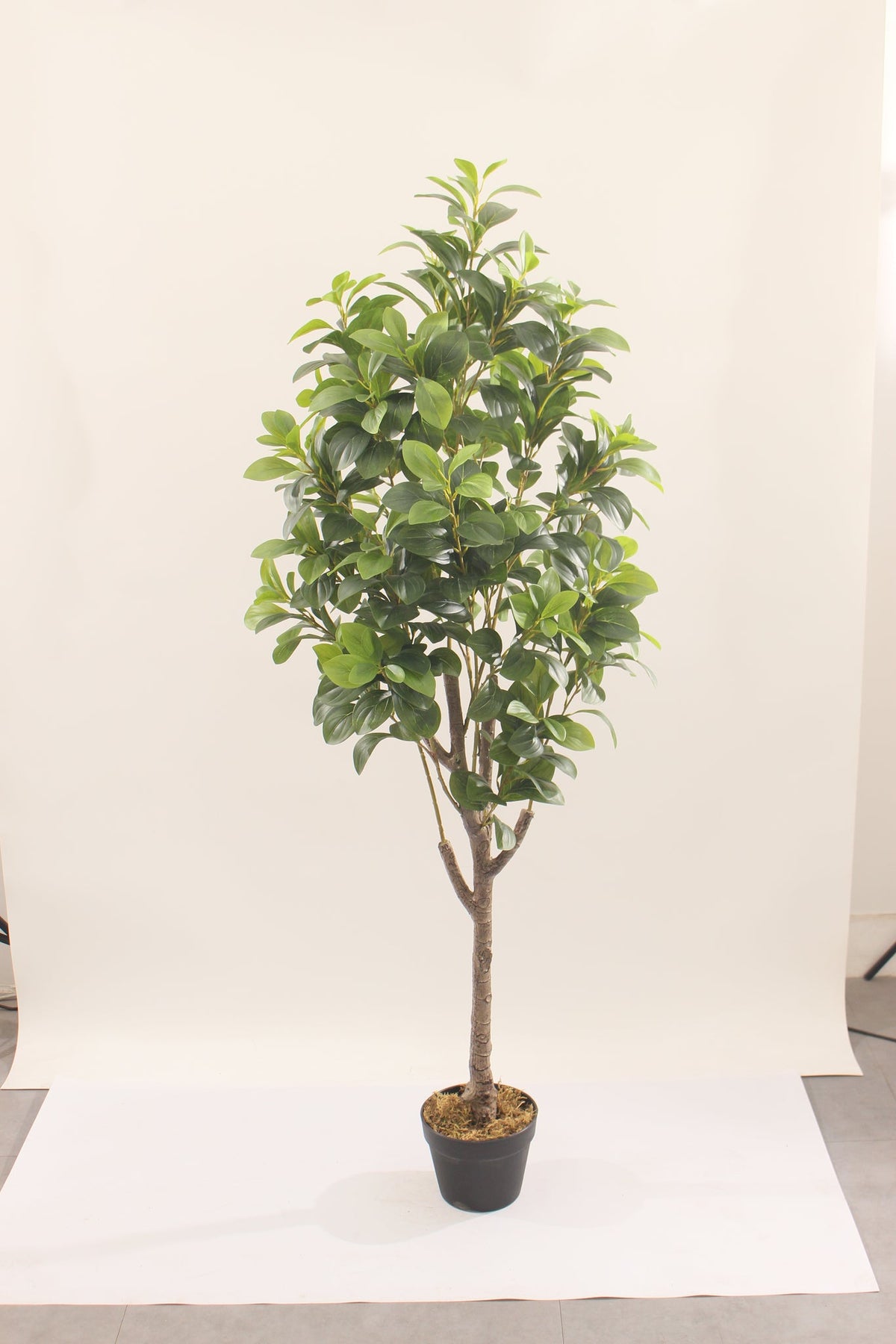 Marcolo artificial peperomia rubber plant with pot, 150 cm, full view