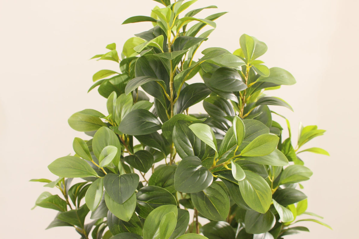 Close-up of the glossy leaves on the Marcolo 150 cm artificial peperomia rubber plant