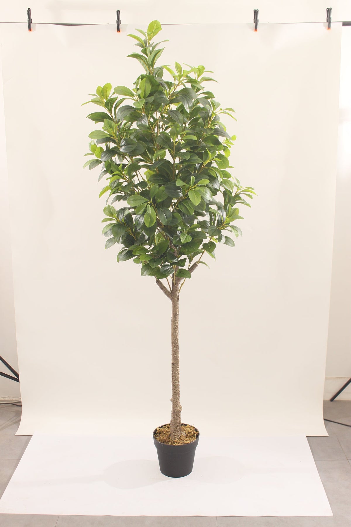 Marcolo artificial peperomia rubber plant with pot, 180 cm, full view