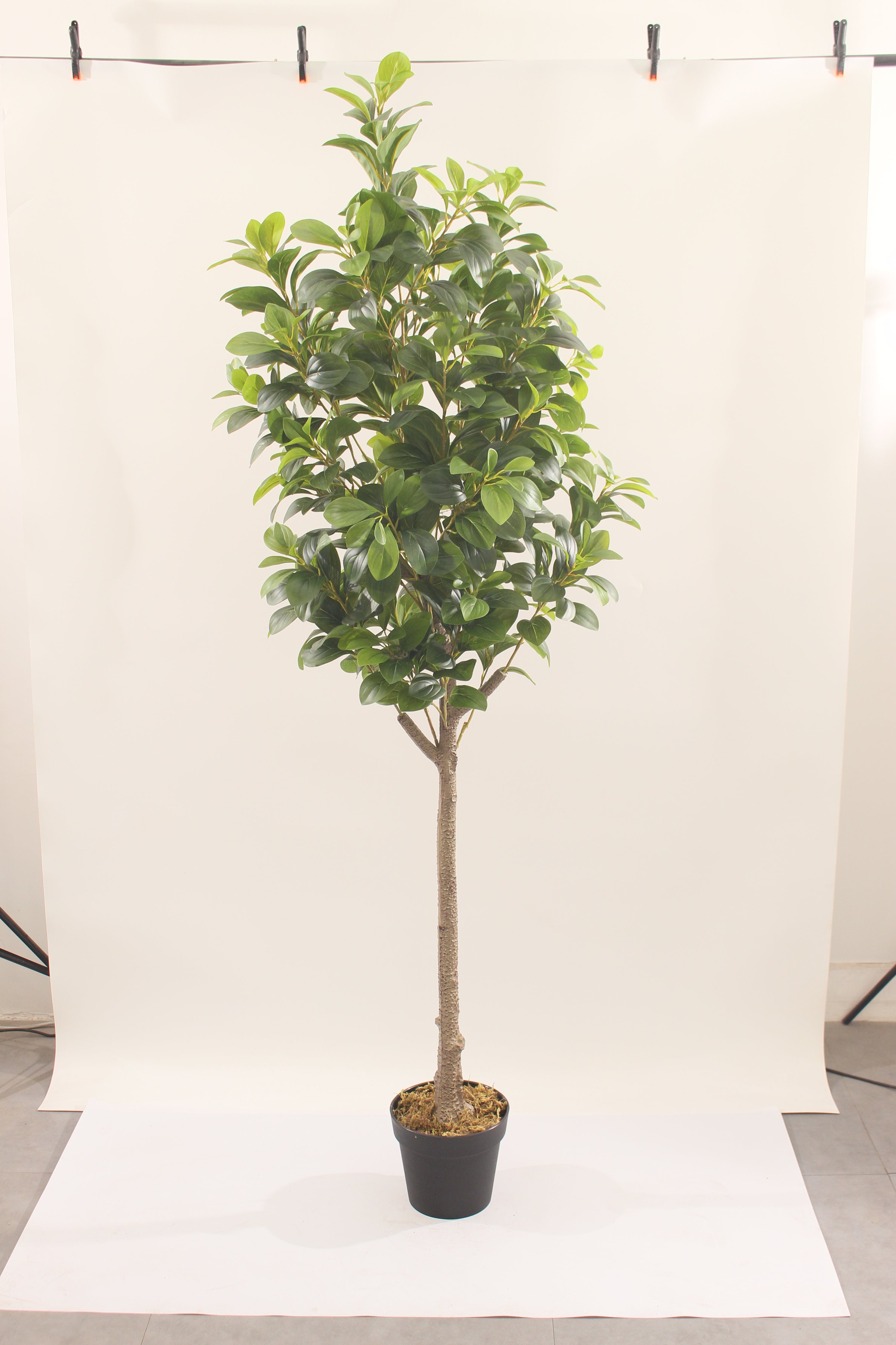 Artificial Peperomia Rubber Plant 180cm Tall Indoor Décor Plant