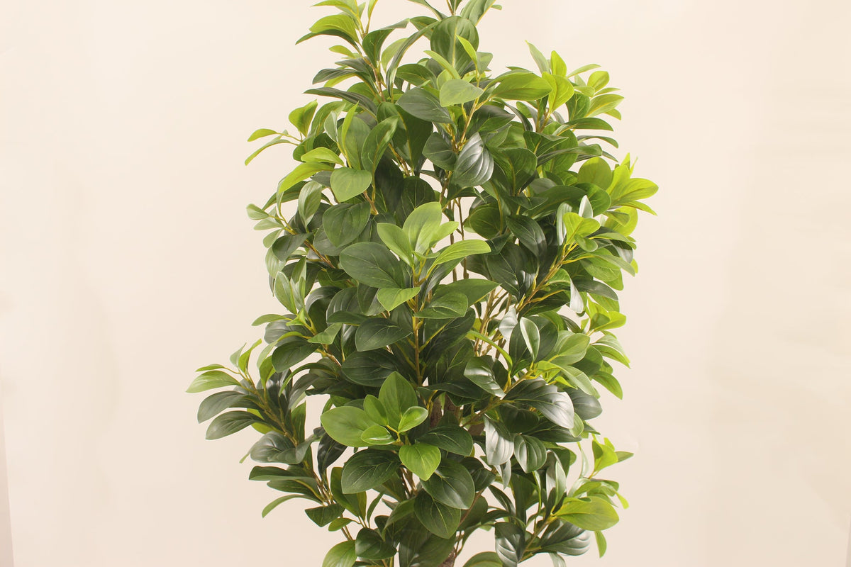 Close-up of the leaves on the Marcolo 180 cm artificial peperomia rubber plant