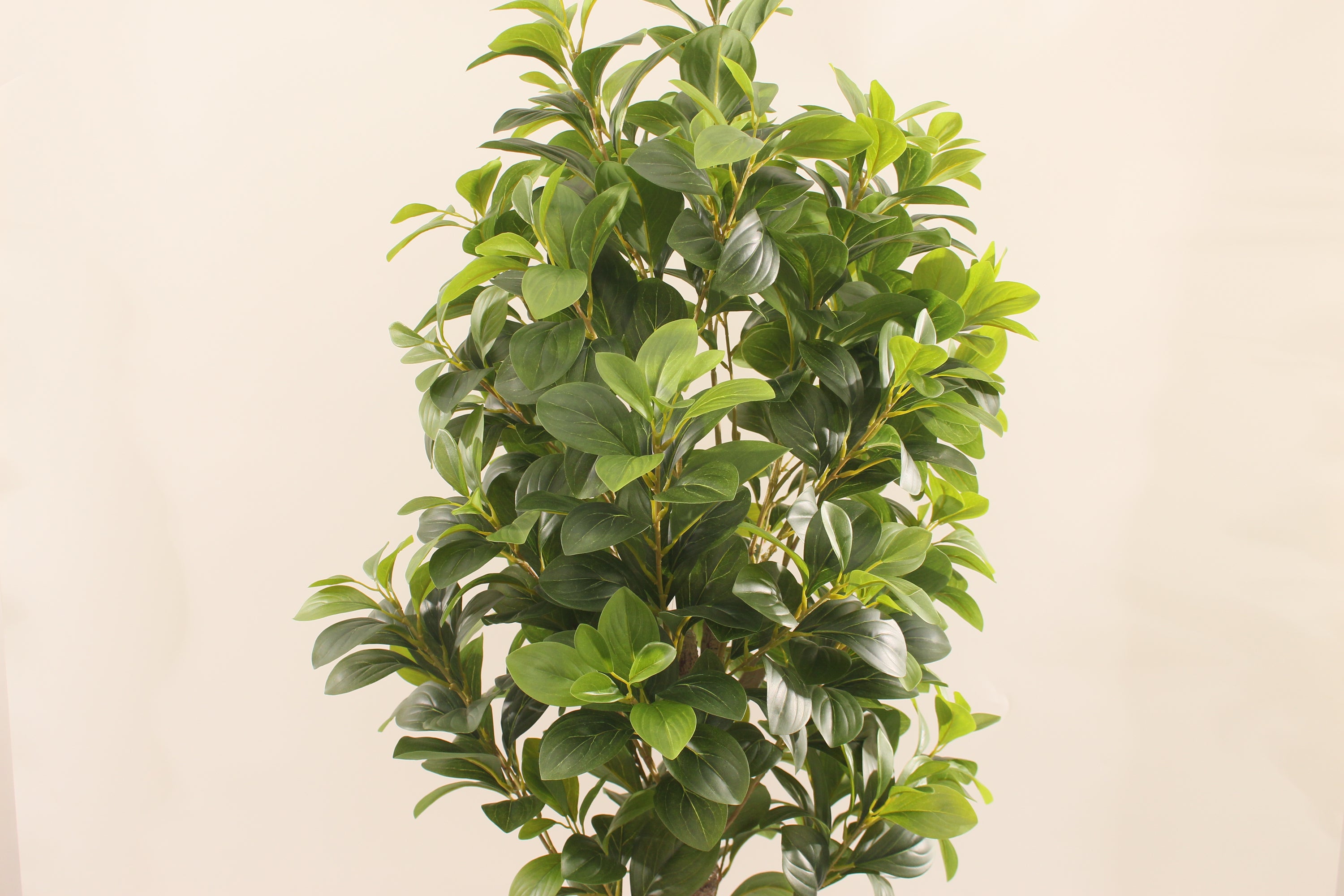 Artificial Peperomia Rubber Plant 180cm Tall Indoor Décor Plant