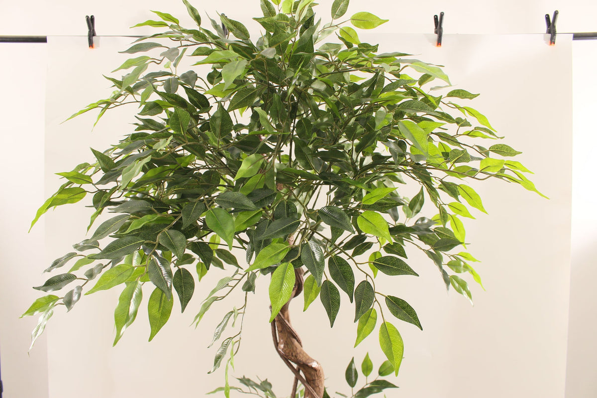 Close-up of the leafy canopy on the Marcolo 180 cm artificial ficus tree