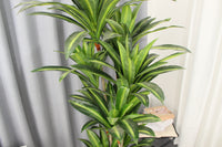 Close-up of the green leaves of a Marcolo Dracaena tree.
