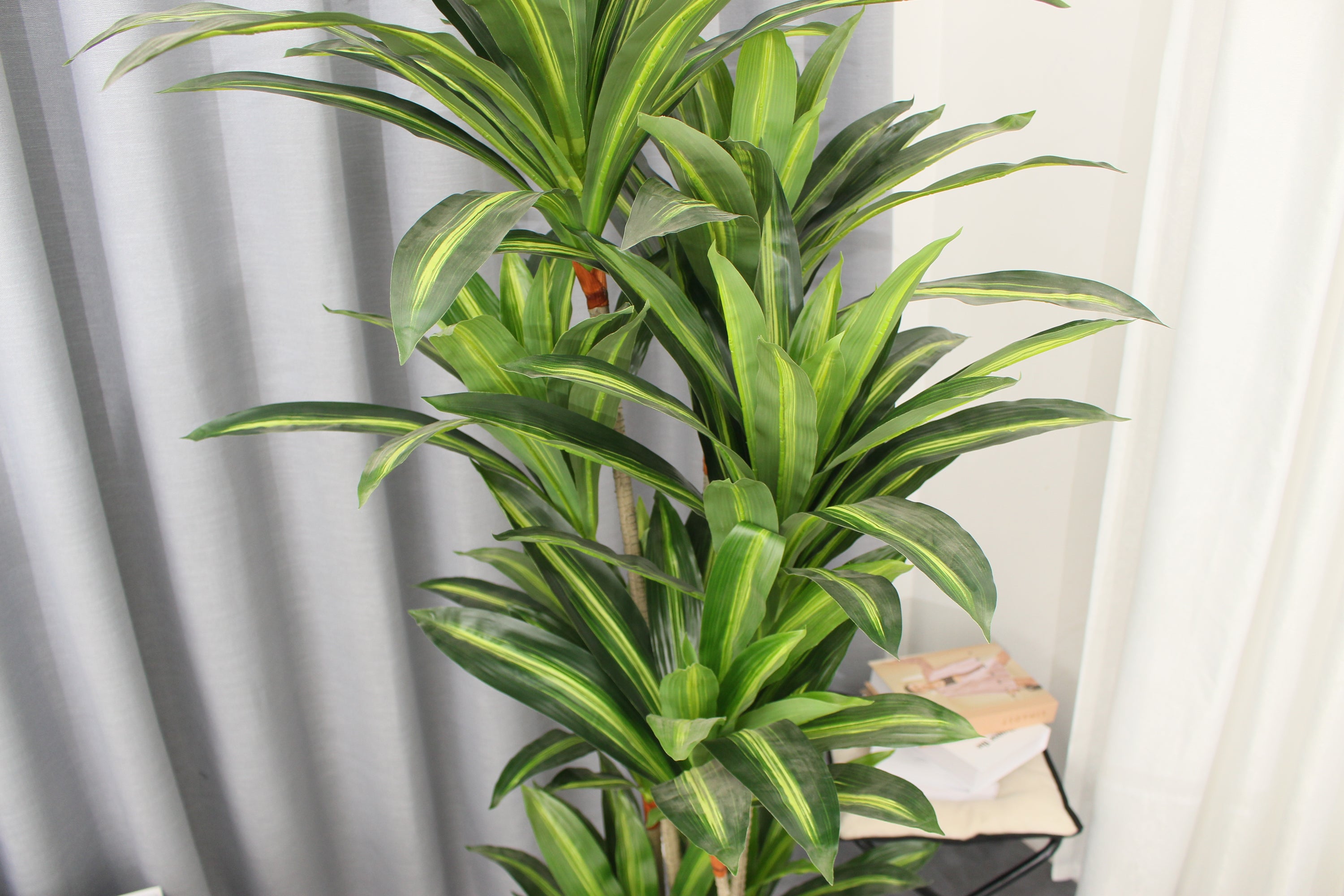 Close-up of the green leaves of a Marcolo Dracaena tree.