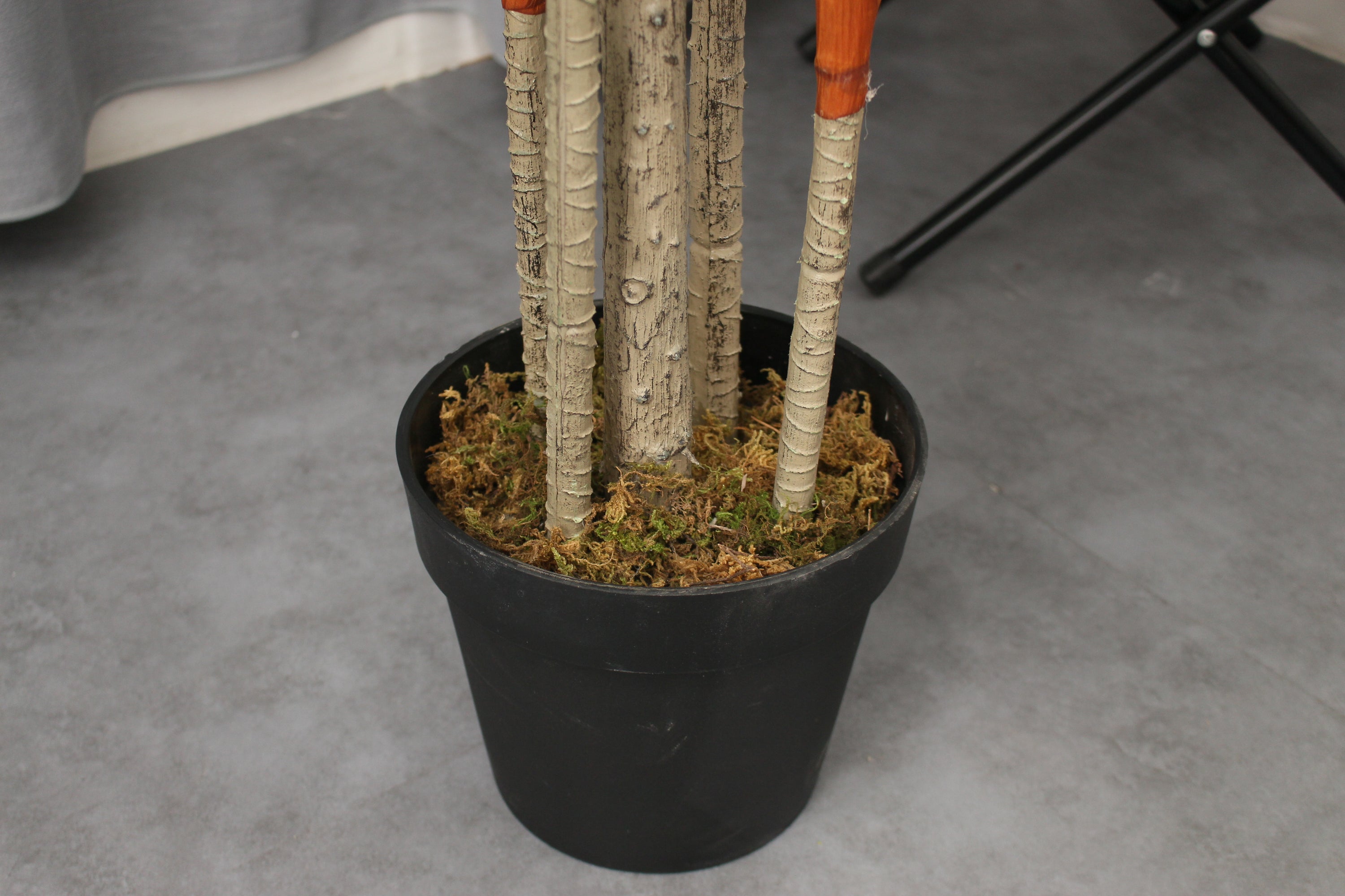 Base of a 170cm Marcolo Dracaena tree in a black pot.