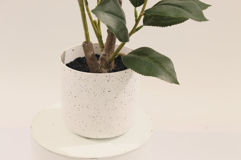 Close-up of a white speckled Marcolo pot with a camellia.