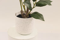 Close-up of a white speckled Marcolo pot with a camellia.