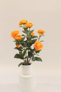 Artificial 50cm orange camellia plant in a white pot by Marcolo.
