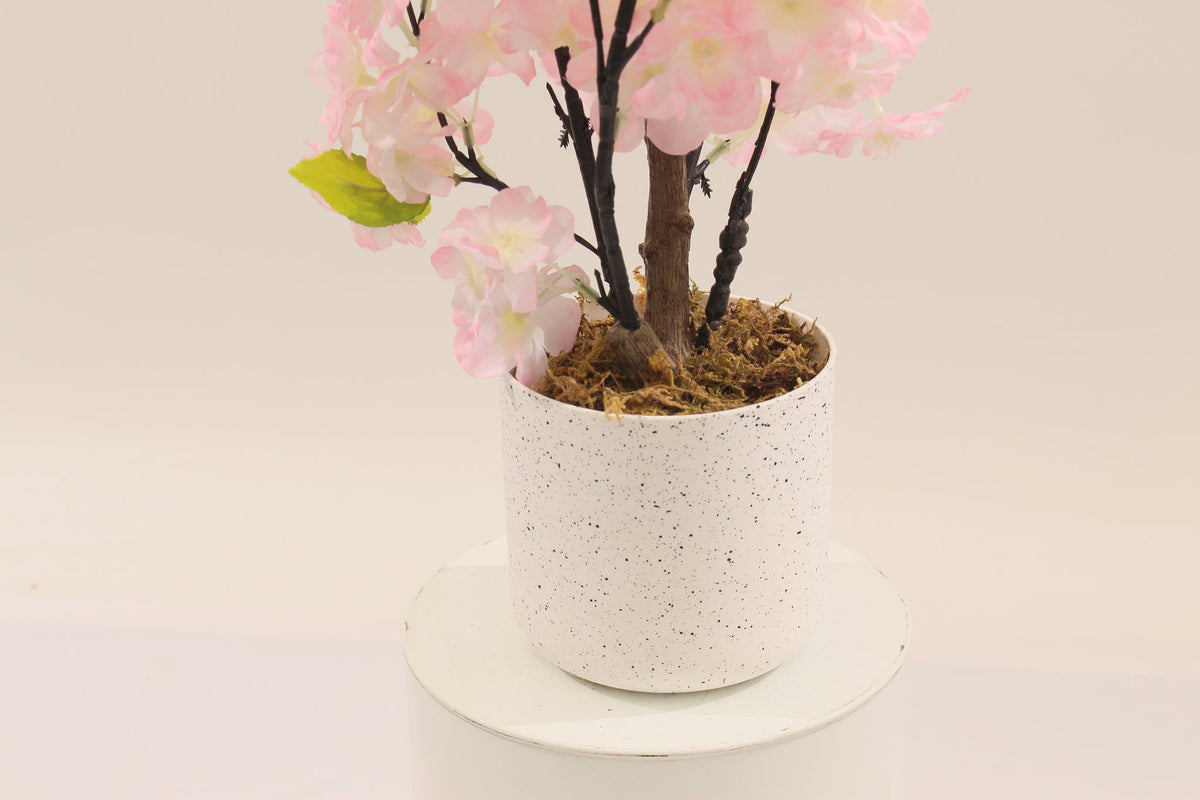 Base of the 60 cm cherry blossom bonsai: white speckled pot with moss