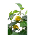 Artificial Lemon Tree 100cm Realistic Indoor Decorative Tree
