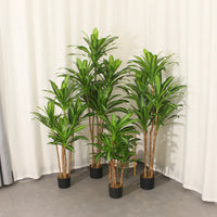 Collection of Marcolo artificial Dracaena trees in various sizes.