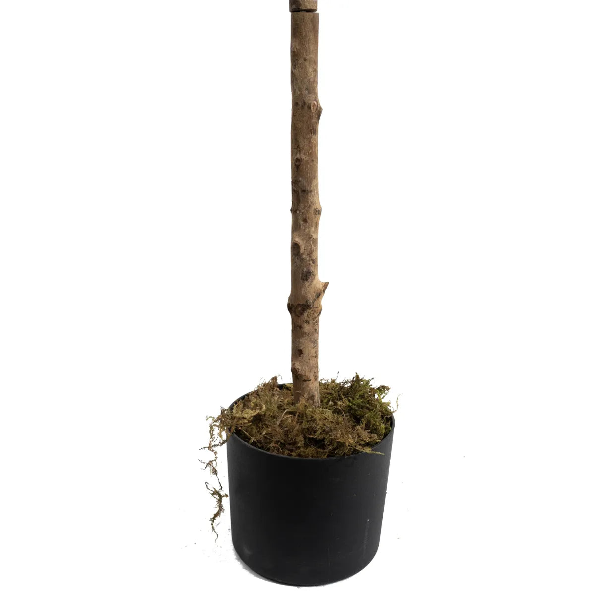 Artificial Olive Tree 180cm Lifelike Indoor Decorative Tree
