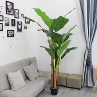 Marcolo 180cm artificial banana tree in a living room, adding a tropical touch to the decor.