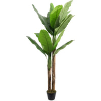 Marcolo extra tall 210cm artificial banana tree with lush green leaves in a black plastic pot.