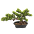 Artificial Pine Bonsai Tree 28cm Decorative Indoor Accent
