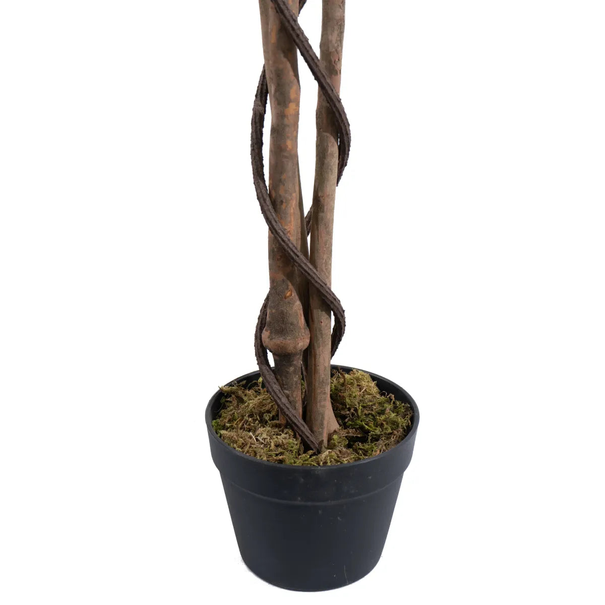 Base of Marcolo Douhua tree with natural twisted trunk.