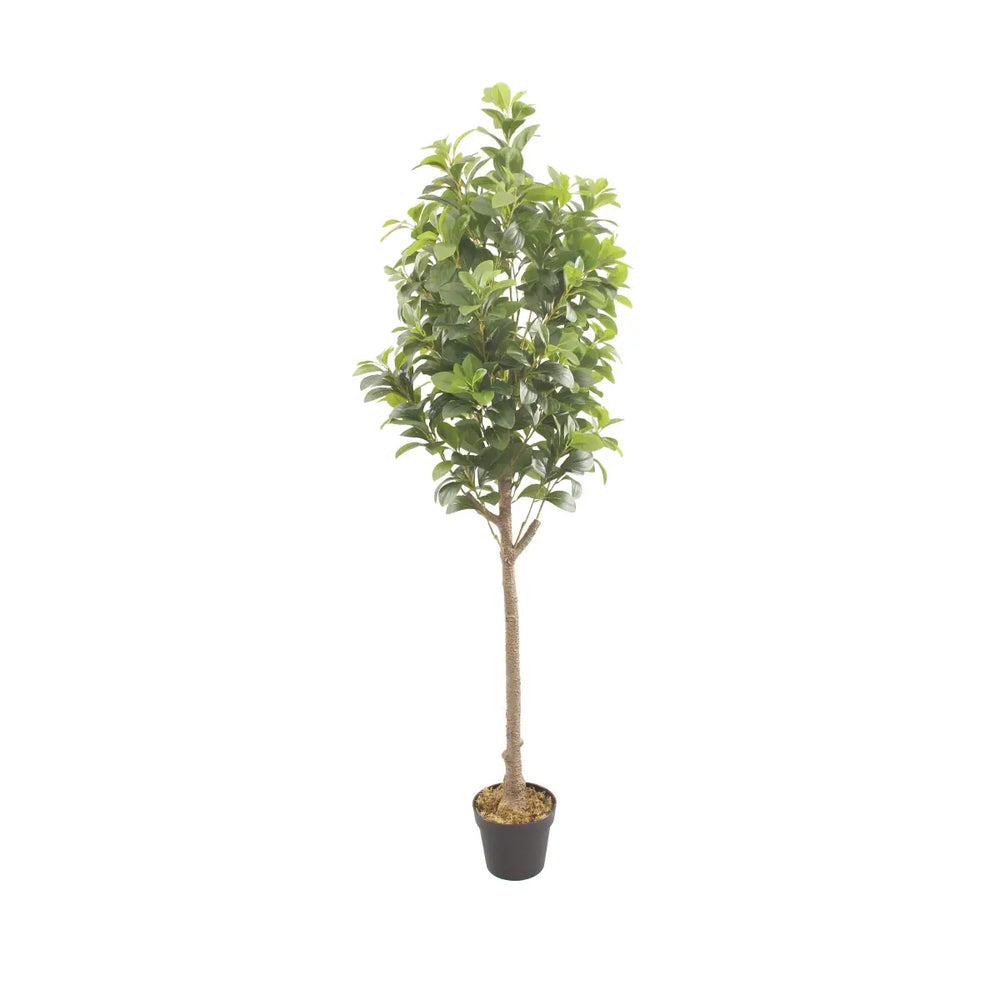 Artificial Peperomia Rubber Plant 180cm Tall Indoor Décor Plant