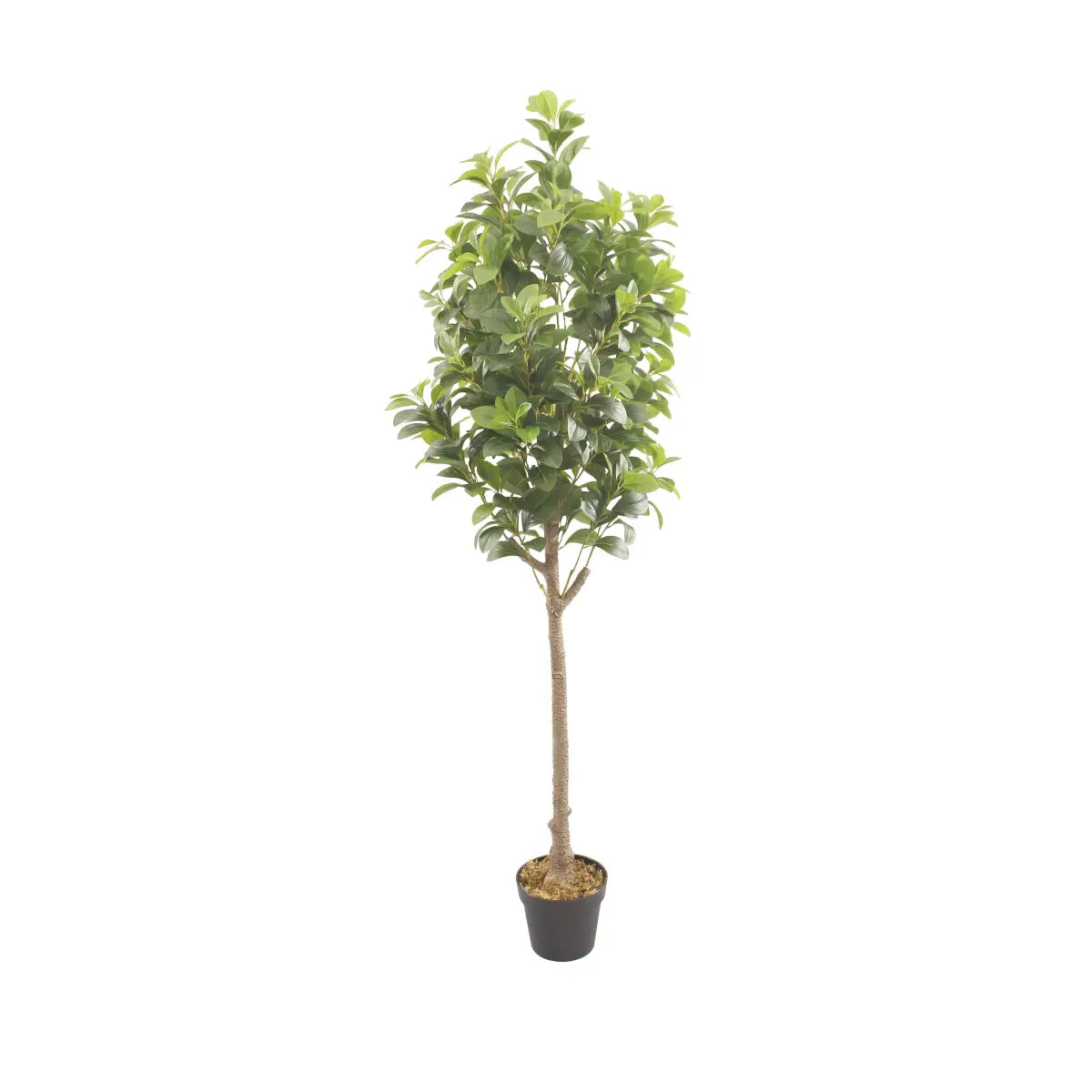 Artificial Peperomia Rubber Plant 180cm Tall Indoor Décor Plant