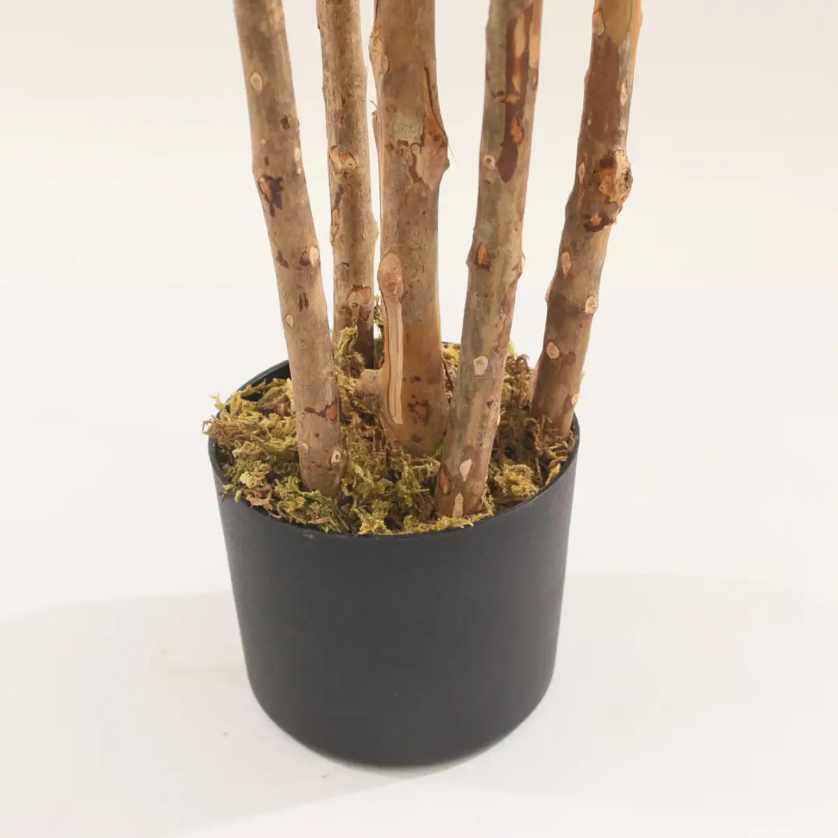 Multi-trunk base of a Marcolo Dracaena tree in a black pot.