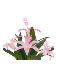 Artificial lily plant pink close-up